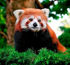 Krasnaya Panda Opisanie 36 Foto