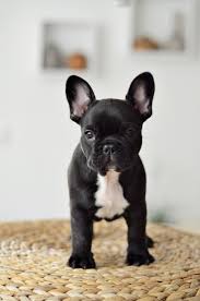 2 880 108 просмотров 2,8 млн просмотров. 10 Best French Bulldog Dog Names