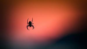 Exclude spiders from every possible place if there are any pests in your home, it is extremely embarrassing. Spider Superstitions Bee Smart Pest Control