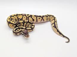 Pin By Amy Palmer On Snake Suggestions In 2020 Ball Python Ball Python Morphs This Or That Questions