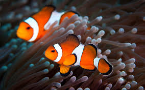 Clownfish voice changer has been one of the best multiple voices altering software for funny talking and gaming software. Clownfish For Mac Chicname