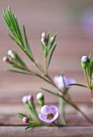 Waxflower Chamelaucium Uncinatum Purple Flower Names Australian Flowers Wax Flowers