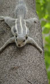 Image result for Monosis