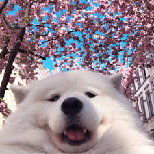 78 doge space wallpapers on wallpaperplay. The 16 Best Dog Instagrams To Follow Right Now