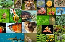 Pengertian Sistem Dan Tujuan Klasifikasi Makhluk Hidup Lengkap Hidup Biologi