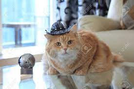 See more ideas about cats, cowboy hats, cute animals. Cookie Cat With Cowboy Hat Stock Photo Picture And Royalty Free Image Image 57599426