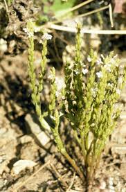 Image result for Striga gesnerioides