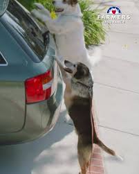 Geico pet insurance is provided by embrace pet insurance and has the most discounts available. Goodman Insurance Agency Farmers Insurance Home Facebook