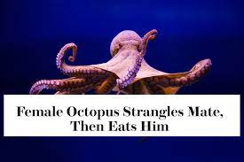 12 Animals That Do Not Have Time For Men S Shit Octopus Animals Octopus Art