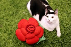 Los mejores cafés de gatos del mundo