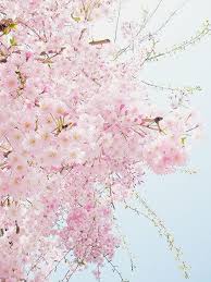 1920x1080 cherry blossom free computer wallpaper download jpg 348. Pastel Cherry Blossom Pastel Aesthetic Wallpaper Flowers Novocom Top