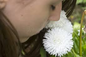 Pétalos Del Cierre De La Flor Blanca Para Arriba Imagen de archivo