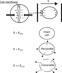 Cell membrane, thin membrane that surrounds every living cell. Pef Works Through Electroporation Of The Cell Membrane In Bacterial Download Scientific Diagram