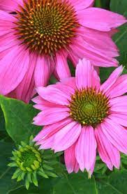 Check spelling or type a new query. Fp 18 Hot Pink Flowers Look Like Sunflowers Beautiful Flowers Amazing Flowers Bloom Where Youre Planted