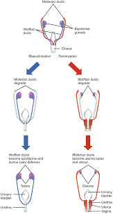 Ou Human Physiology Development Of The Male And Female