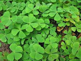 Image result for Marsilea vera