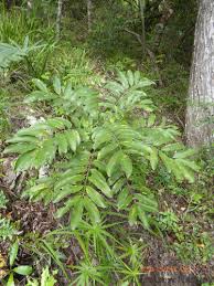 Image result for Bersama swynnertonii