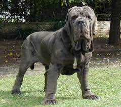 Le poids d'un diamant s'exprime en carat (ct). Pin On Anmx Mammifere Chien