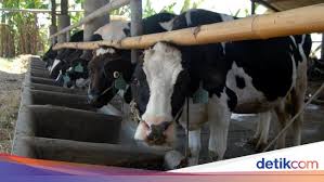 70 soal budidaya unggas petelur lengkap jawaban. Soal Penggemukan Sapi Darmin Pede Ri Lebih Hebat Dari Australia