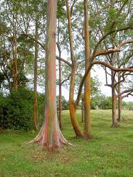 Check spelling or type a new query. Rainbow Eucalyptus An Unusual Tree With A Multicoloured Trunk Owlcation