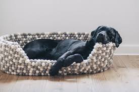 Summer Macht Es Sich Gemutlich Hunde Hundepfoten Hunde Bett