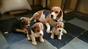 Free beagle puppies near me, is a website that was designed by the local humane society. Beagle Puppies For Sale Mumbai Mh 80690 Petzlover