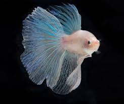 Please click here to see the fish profile explaining the keeping and breeding conditions. Types Of Betta Fish By Tail Pattern And Color With Photos
