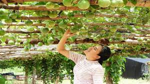 This is mostly due to the fact that our climate is extremely suitable to growing passionfruit—and so much of gardening is about climate. Khmer Beekeeping Farm Plant Passion Fruit Trees For Make Shade To Honey Bees Hives Youtube