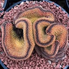 Copiapoa Crest Cristate Cactus Hybrid From Breeding Experiments