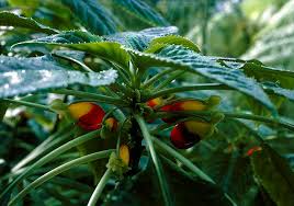 Image result for Impatiens niamniamensis