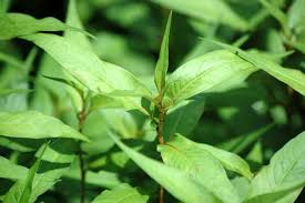 Context sentences for 欢迎 in english. Petua Penawar Sakit Jantung Dan Melenyapkan Kolestrol Facebook