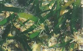 Image result for Thalassia hemprichii