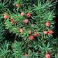Painting a Flower: Evergreens & Berries event in Ballston Spa, NY