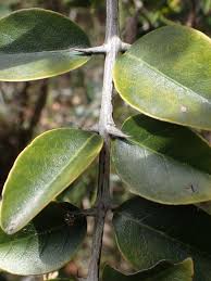 Image result for Scutia