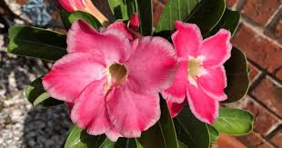 Maybe you would like to learn more about one of these? How To Grow Desert Rose Seeds