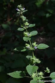 Image result for Mesosphaerum suaveolens