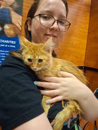 Maine Coon cat first time playing with owner