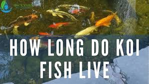 In hot places like okinawa, the season begins in march, while in niigata it is in may and june. How Long Do Koi Fish Live Backyard Water Garden