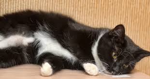 If your cat begins to press their head against a wall without any good reason, you should take all steps necessary to ensure their good health. Pet Care Symptoms Head Pressing Petpremium