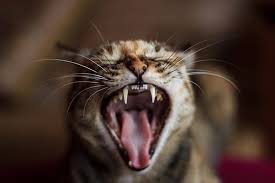 Cats are protected to an extent by the animal welfare act 2006 which means any actions neighbours take to prevent your cat from coming into their garden needs to be humane and safe. How Do I Stop Cat Fights Petbarn