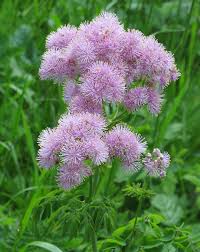 Image result for Thalictrum
