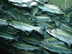 Chinook Salmon Wikipedia