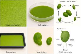 Image result for Wolffia