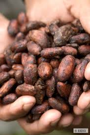 Cacao Bio Equitable Organic Fair Trade Cocoa C Kaoka Fruit Recipes Cacao Beans Theobroma Cacao