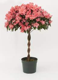 Tree Large 8 Inch Pot Plantas