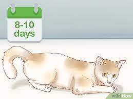 Seekor kucing dengan satu set gigi lengkap yang bersih kemungkinan besar berusia setahun—atau 15 tahun manusia. Cara Mengetahui Kucing Yang Sedang Mengandung 12 Langkah
