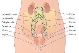 From media.istockphoto.com a patient must drink extra fluids after the procedure to help flush the iodine out of their body. Female Abdominal Anatomy Artwork Photograph By Peter Gardiner
