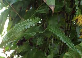 Image result for Oleandra