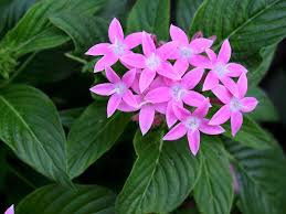 Image result for Pentas herbacea