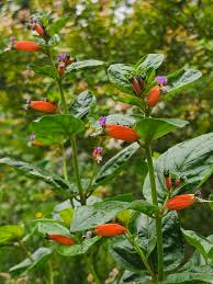 Image result for Cuphea